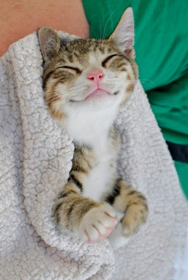 Peu importe la jounée que tu as eu, les 12 chats les plus souriants du web te mettra de bonne humeur - 10