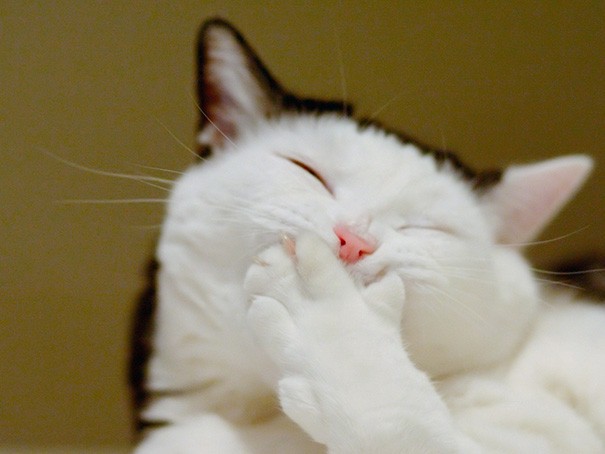 Peu importe la jounée que tu as eu, les 12 chats les plus souriants du web te mettra de bonne humeur - 3