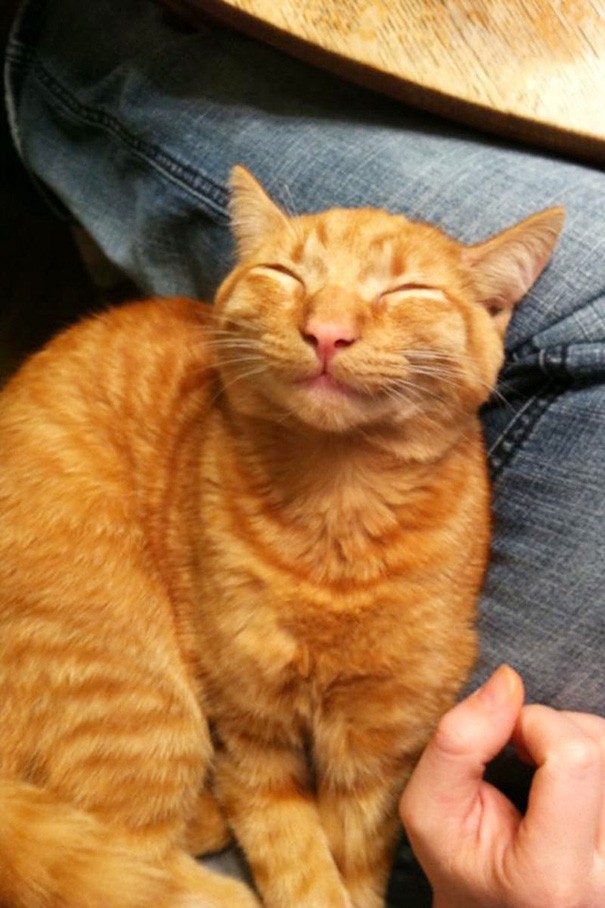 Peu importe la jounée que tu as eu, les 12 chats les plus souriants du web te mettra de bonne humeur - 8