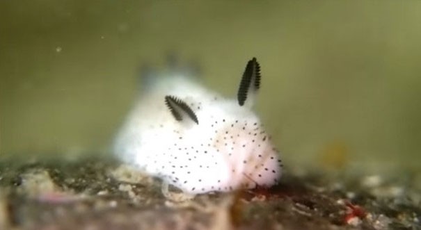 Coniglio di mare: ecco la lumaca marina che ha fatto impazzire il Giappone - 1