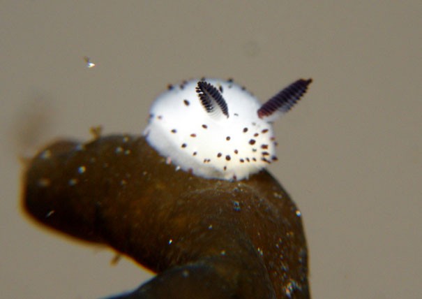 Coniglio di mare: ecco la lumaca marina che ha fatto impazzire il Giappone - 3