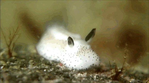 Coniglio di mare: ecco la lumaca marina che ha fatto impazzire il Giappone - 8