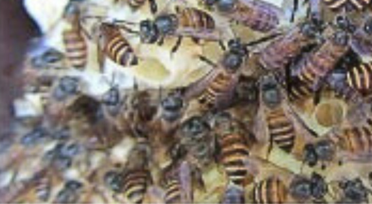 Die Anpassungsfähigkeit der asiatischen Bienen in Australien