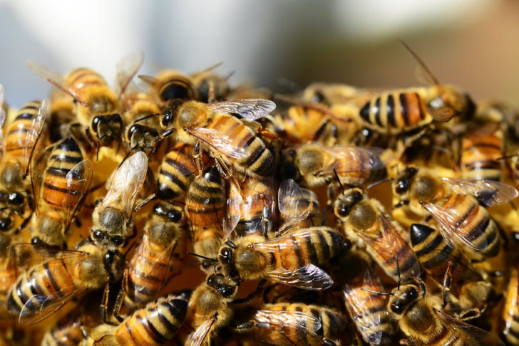 Invasieve aanpasbare bijen: het goede en het slechte nieuws