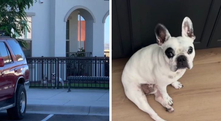 “Walter è davvero un anziano intrappolato nel corpo di un cane” e gli altri commenti del web