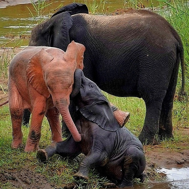 Der kleine rosa Elefant, der in Südafrika geboren wurde: Eine echte Rarität