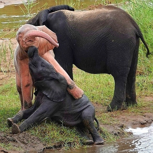 Der kleine rosa afrikanische Elefant wird von seinen Artgenossen akzeptiert