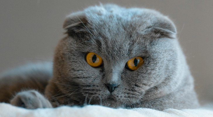 I gatti sanno dove sei anche se non ti vedono: lo studio sulle mappe mentali