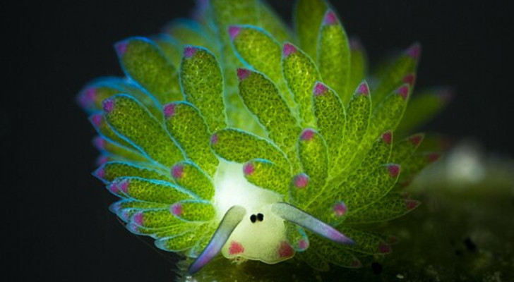 Leaf sheep, de schattige zeeslak die het web heeft veroverd