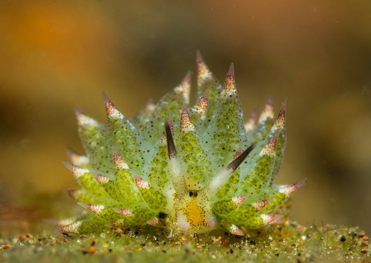 De Leaf sheep voert fotosynthese uit