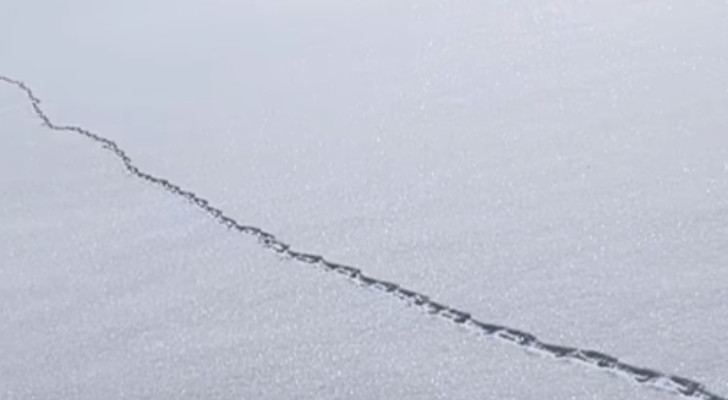 Le misteriose impronte sulla neve: a chi appartengono?