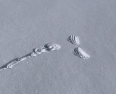 La brusca interruzione delle impronte sulla neve: cosa è successo?