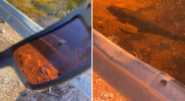 Polarisierende Gläser helfen, Alligatoren im Wasser zu sehen