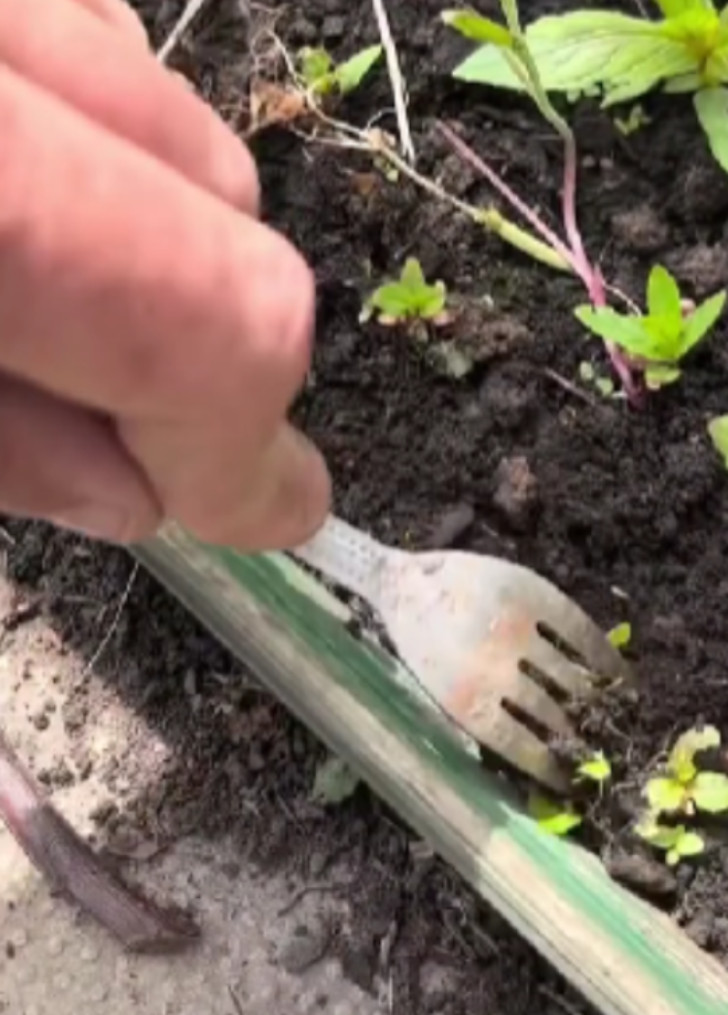 Use a fork to remove weeds