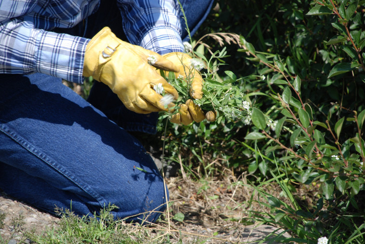 Other all-natural remedies for eradicating weeds