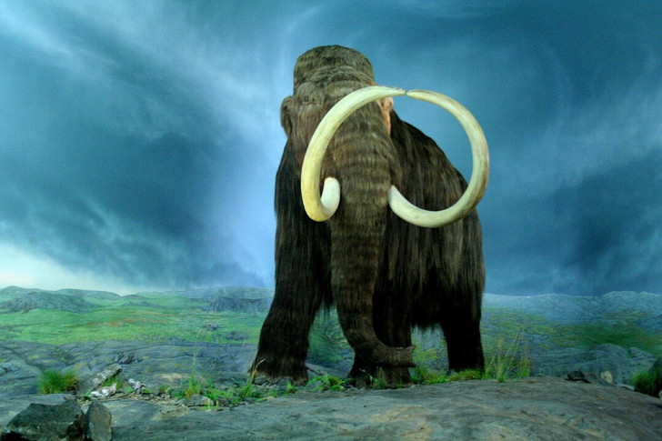 Hybride van een Aziatische olifant en een wolharige mammoet