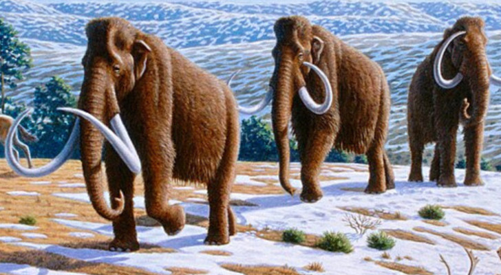 Riportare in vita i mammut lanosi: prossimi step