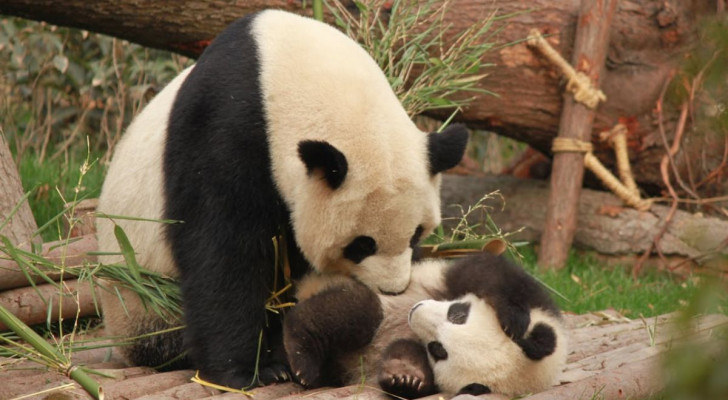 Varför är Qizai en brunvit panda?