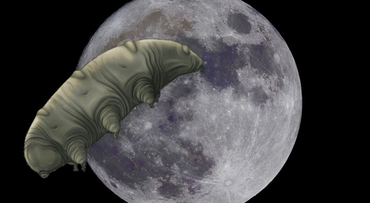 I tardigradi sono sopravvissuti sulla Luna, colonizzandola?