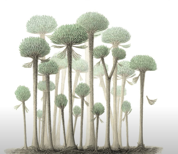 L'aspect des arbres de la forêt fossile dans le Somerset