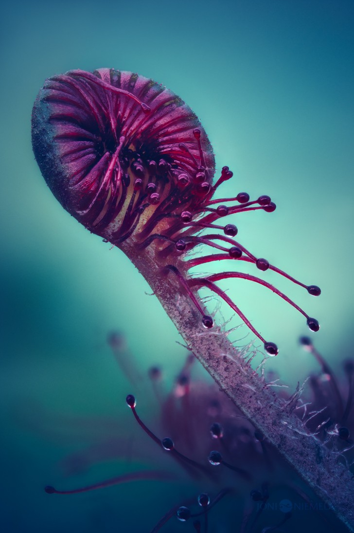 La perfezione mortale di una pianta carnivora nelle fotografie mozzafiato di Joni Niemelä - 3