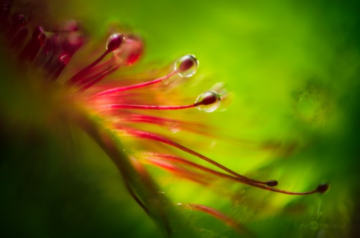 La perfezione mortale di una pianta carnivora nelle fotografie mozzafiato di Joni Niemelä - 4