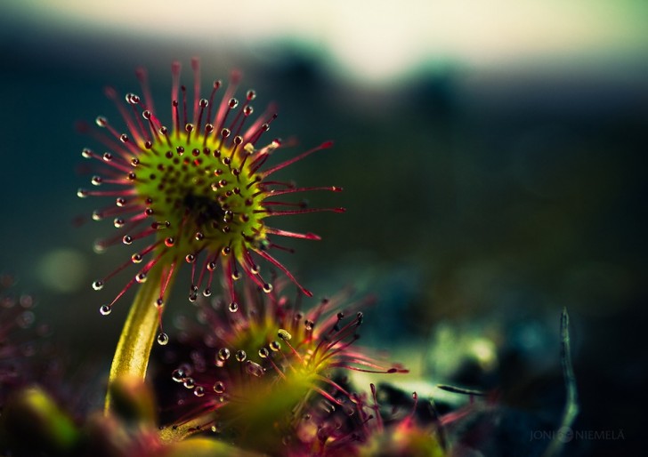La perfezione mortale di una pianta carnivora nelle fotografie mozzafiato di Joni Niemelä - 6