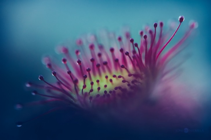 La perfezione mortale di una pianta carnivora nelle fotografie mozzafiato di Joni Niemelä - 7