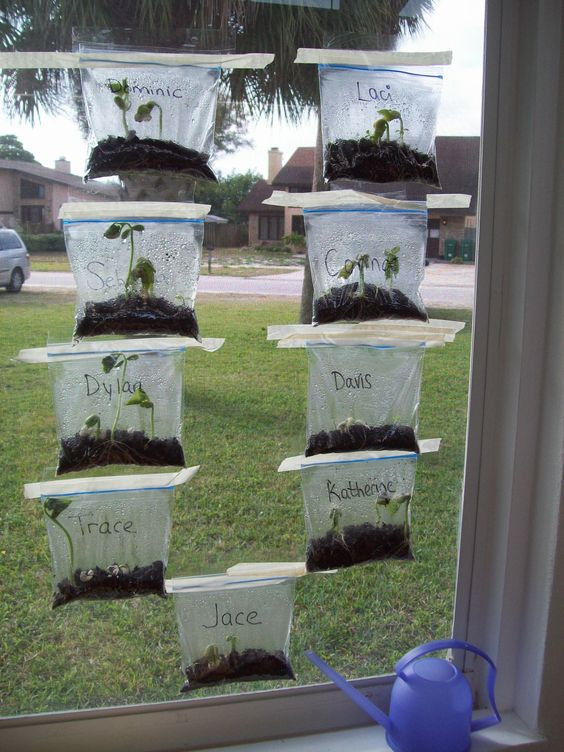 10. Experiments for children: growing seeds in bags