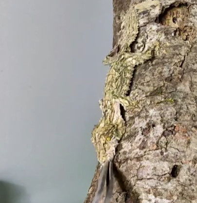 De bladstaartgekko vangt het insect