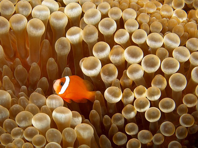 Pesci pagliaccio e anemoni di mare