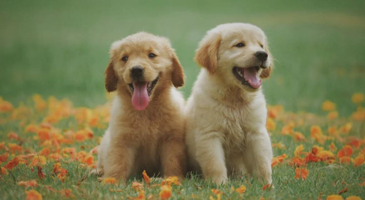cuccioli di cane in un prato