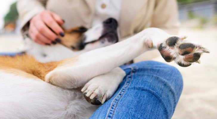 Come capire cosa vuole dirci il nostro cane?