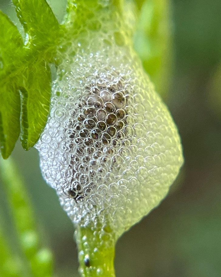 Is het schuimbeestje schadelijk voor de planten?