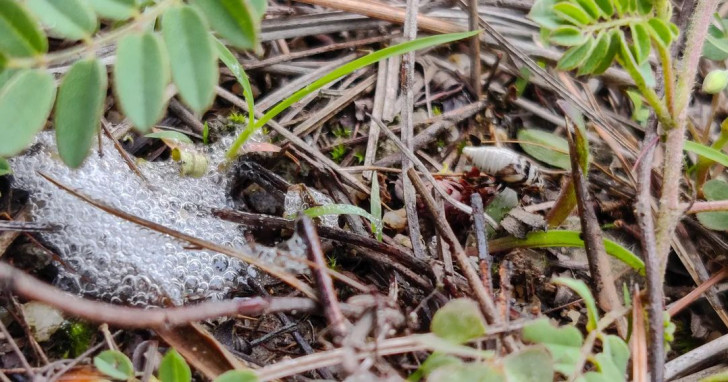 Hoe kun je schuimbeestjes uit de planten verwijderen?