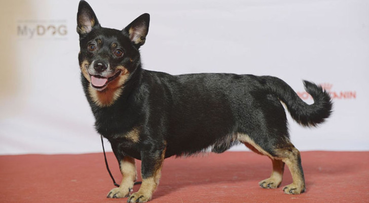 Le caratteristiche dei cani più longevi: taglia piccola e muso lungo