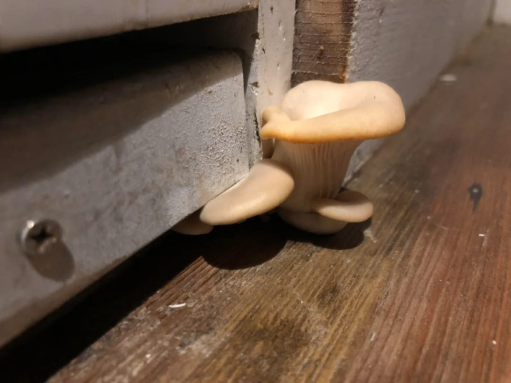 Come evitare i funghi in casa?