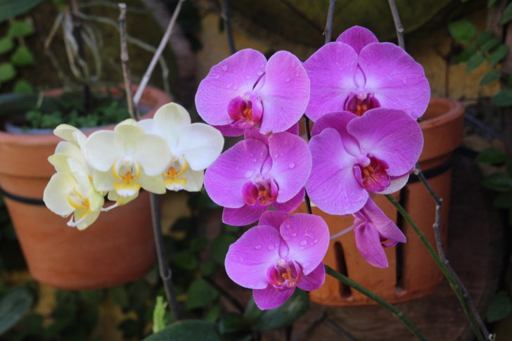Orkidén: en underbar blomma!