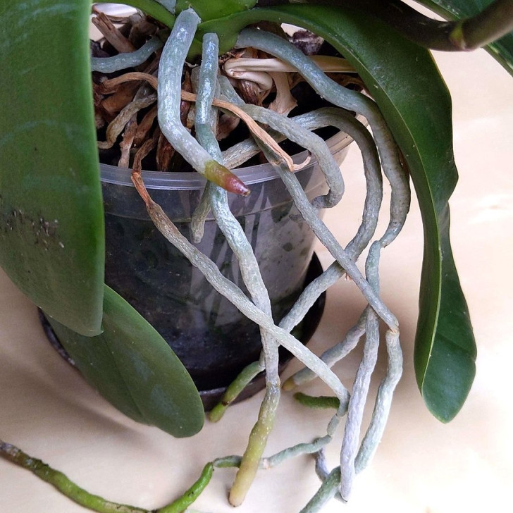 When to repot