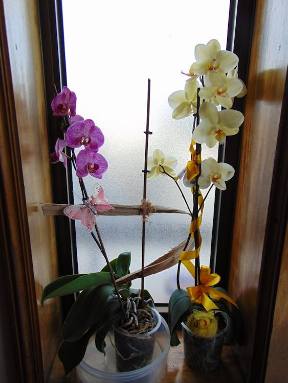 Hier die Vorgehensweise beim Umtopfen von Orchideen