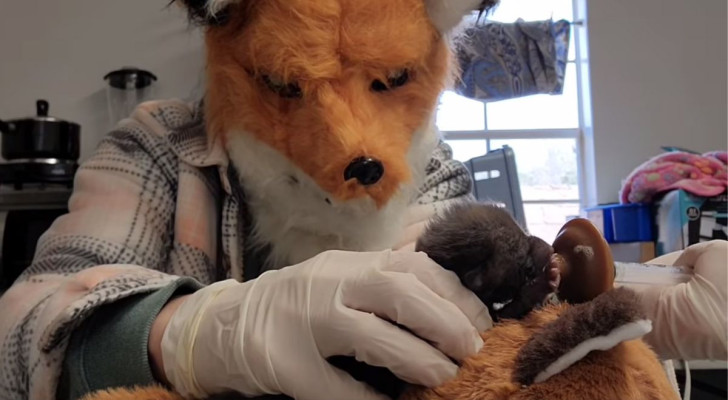 Indossano una maschera da volpe per allattare il piccolo arrivato al rifugio