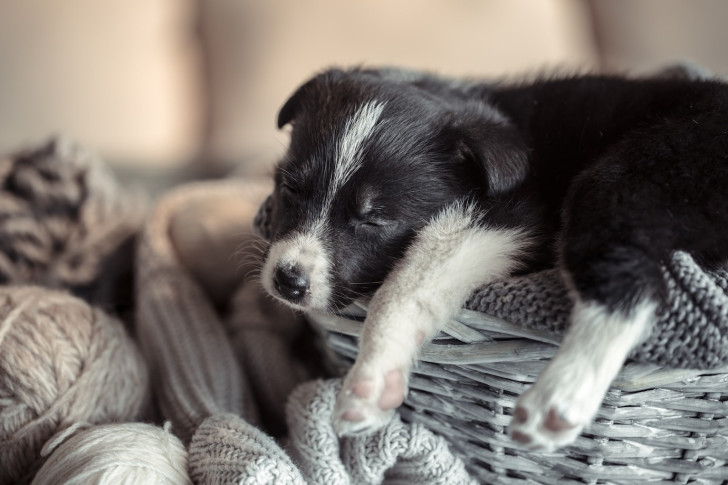 Quante ore dovrebbe dormire un cane?