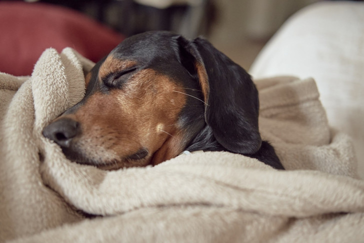 Come funziona il sonno nei cani?