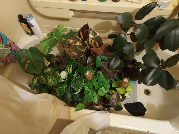 Lavare le piante in doccia