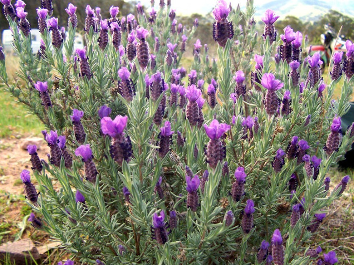 What is Spanish Lavender?