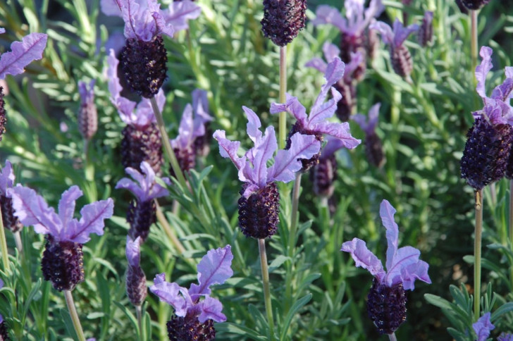 How to cultivate Spanish lavender