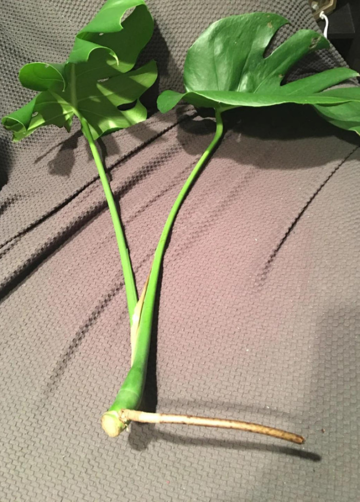 When to take Monstera cuttings