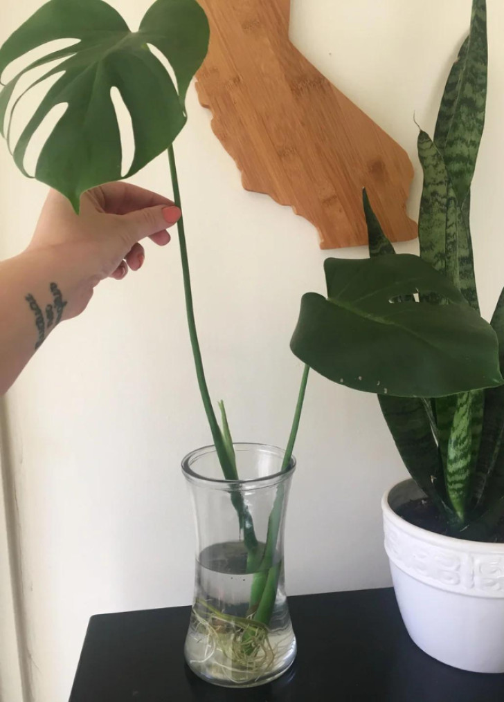 When to transplant Monstera cuttings