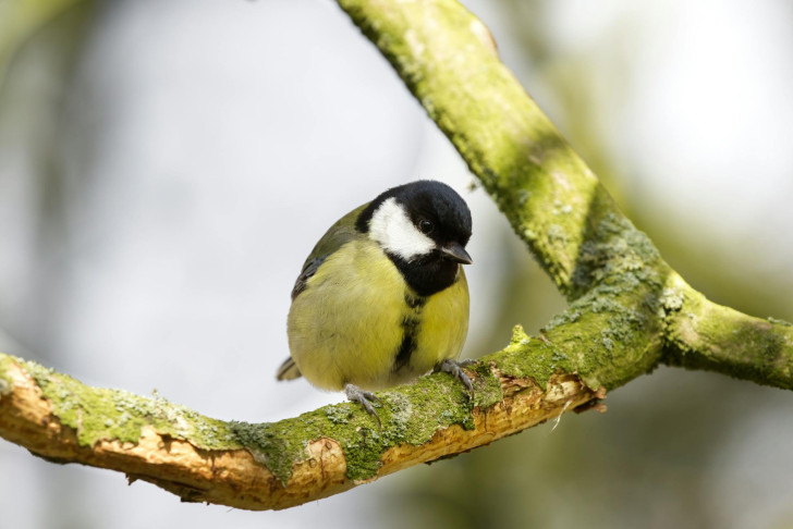 The importance of attracting wild birds to your garden