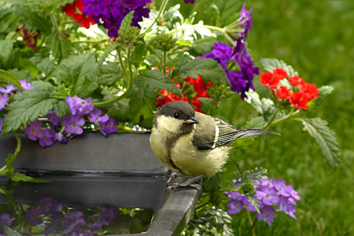 Pflanzen, die Vögel in Ihren Garten locken